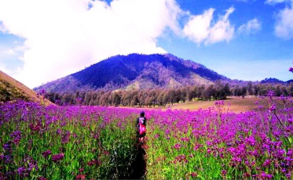 Taman Bunga Lavender di Gunung Semeru